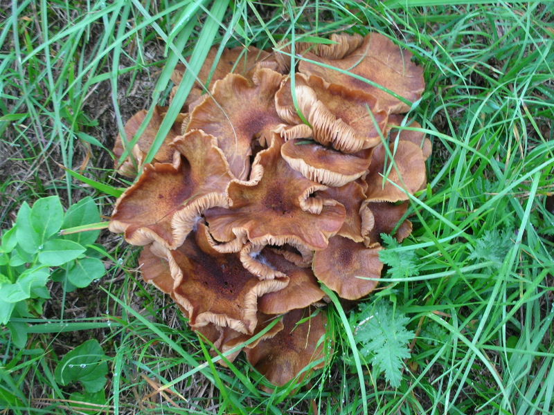 Armillaria tabescens
